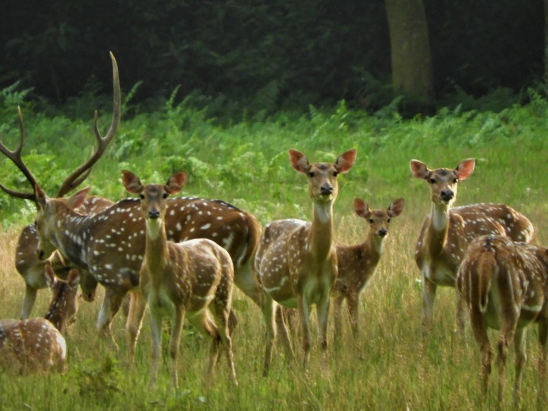 महामारीले घटे आधा पर्यटक  